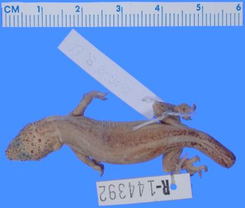 Media type: image; Herpetology R-144392